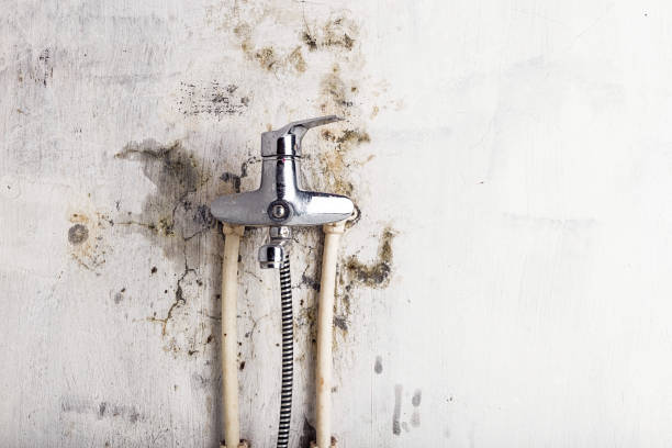 Best Same-Day Mold Removal  in Phenix City, AL