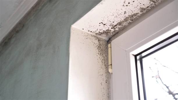 Best Mold Cleaning Services  in Phenix City, AL