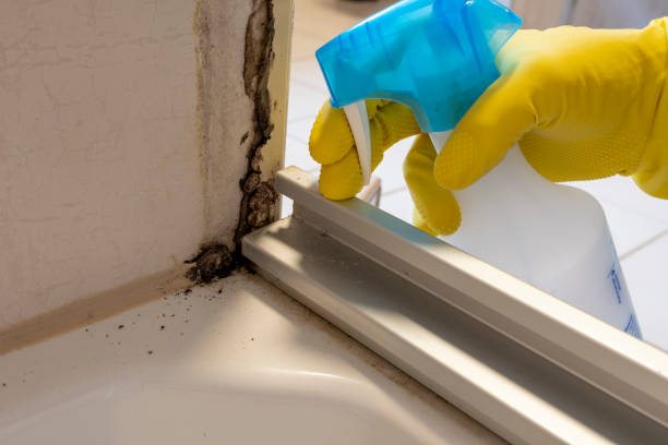 Mold Removal and Inspection in Phenix City, AL