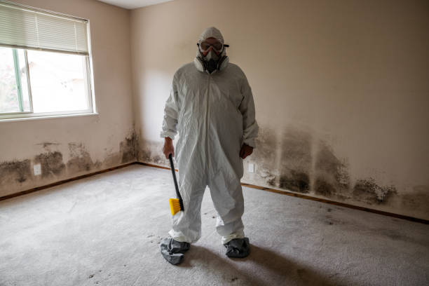 Attic Mold Removal in Phenix City, AL